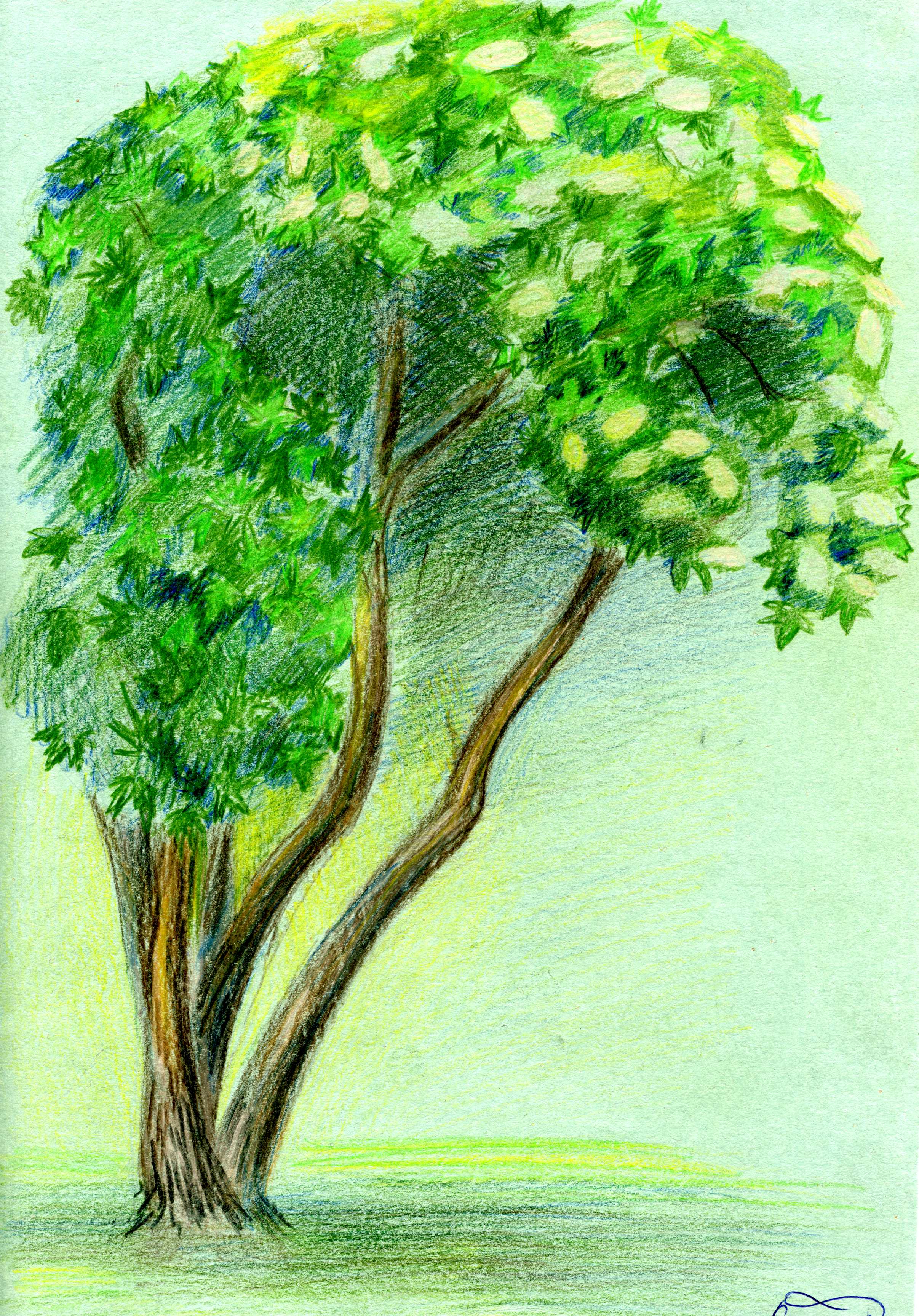 Зарисовки и этюды деревьев