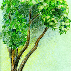 Зарисовки и этюды деревьев